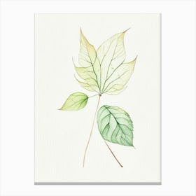 Siberian Ginseng Leaf Minimalist Watercolour Canvas Print