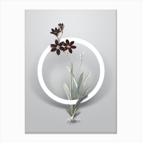 Vintage Ixia Grandiflora Minimalist Floral Geometric Circle on Soft Gray n.0333 Canvas Print