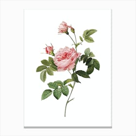 Vintage Pink Rose Turbine Botanical Illustration on Pure White n.0558 Canvas Print