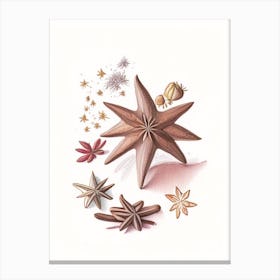 Star Anise Spices And Herbs Pencil Illustration 1 Canvas Print