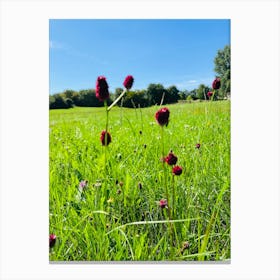 Wild Flowers In A Field Canvas Print
