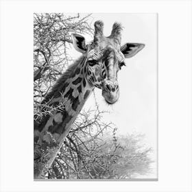 Giraffe With The Acacia Tree 2 Canvas Print