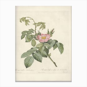 Rose Illustration, Pierre Joseph Redoute, Pierre Joseph Redoute(111) Canvas Print