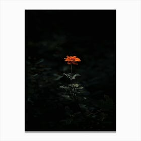 Single Flower In The Dark 22 Canvas Print