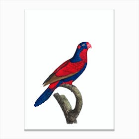 Vintage Red And Blue Lory Bird Illustration on Pure White Canvas Print