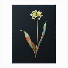 Vintage Golden Garlic Botanical Watercolor Illustration on Dark Teal Blue n.0671 Canvas Print