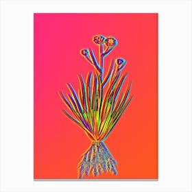 Neon Blue Corn Lily Botanical in Hot Pink and Electric Blue n.0384 Canvas Print