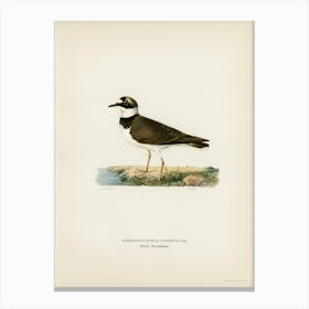 Little Ringed Plover, The Von Wright Brothers Canvas Print