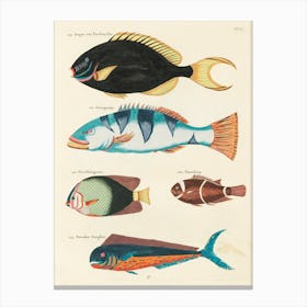Colourful And Surreal Illustrations Of Fishes Found In Moluccas (Indonesia) And The East Indies, Louis Renard(22) Canvas Print