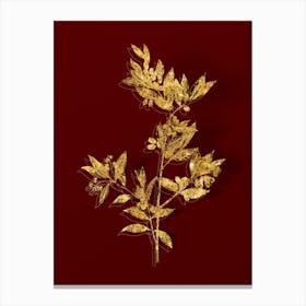 Vintage Fontanesia Phillyreoides Botanical in Gold on Red n.0535 Canvas Print