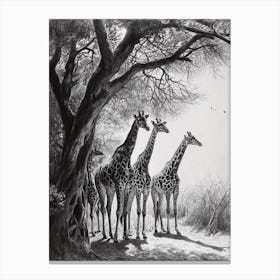Herd Of Giraffe By The Tree 5 Canvas Print