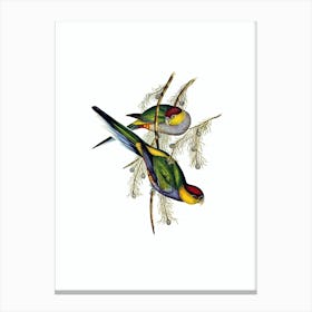 Vintage Red Capped Parakeet Bird Illustration on Pure White Canvas Print