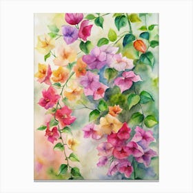 Bougainvillea 1 Canvas Print