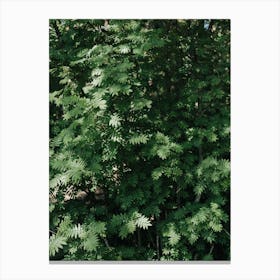 Spruce Tree Canvas Print