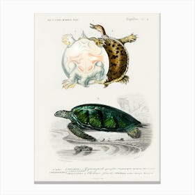 Green Sea Turtle (Chelonia Mydus) And Spiny Softshell Turtle (Gymnopus Spiniferus), Charles Dessalines D' Orbigny Canvas Print