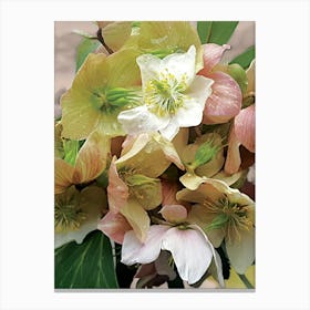 Hellebore spring flower Canvas Print