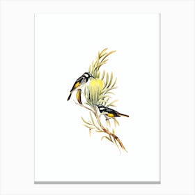 Vintage Moustached Honeyeater Bird Illustration on Pure White n.0421 Canvas Print