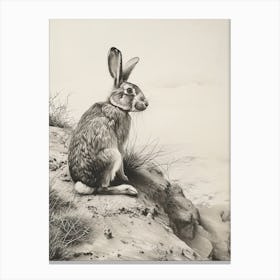 American Sable Rabbit Drawing 1 Canvas Print