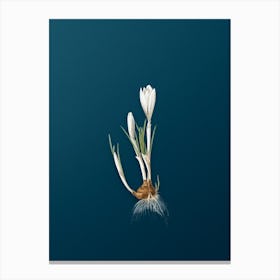 Vintage Spring Crocus Botanical Art on Teal Blue n.0345 Canvas Print
