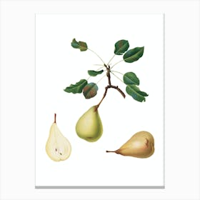 Vintage Pear Botanical Illustration on Pure White n.0657 Canvas Print