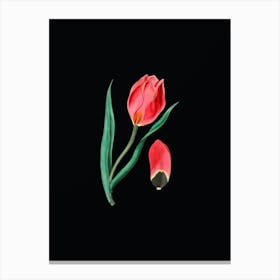 Vintage Sun's Eye Tulip Botanical Illustration on Solid Black n.0185 Canvas Print