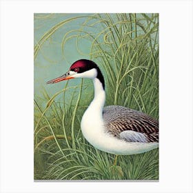 Grebe Haeckel Style Vintage Illustration Bird Canvas Print