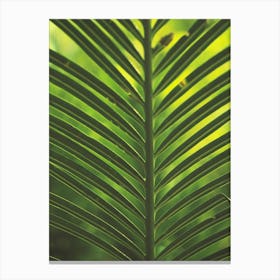 Close Up Of A Palm Leaf Canvas Print