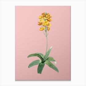 Vintage Sun Star Botanical on Soft Pink n.0975 Canvas Print
