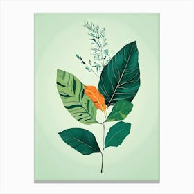 Botanical Illustration 1 Canvas Print