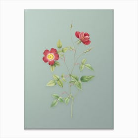 Vintage Indica Stelligera Rose Botanical Art on Mint Green n.0725 Canvas Print