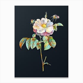 Vintage Speckled Provins Rose Botanical Watercolor Illustration on Dark Teal Blue n.0244 Canvas Print