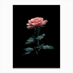 Pink Rose On Black Background 83 Canvas Print