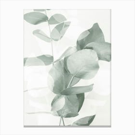 Eucalyptus Canvas Print