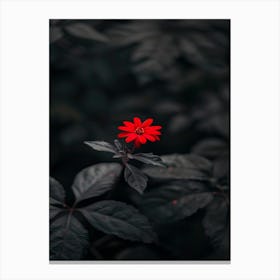 Red Flower In The Dark 3 Canvas Print