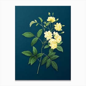Vintage Lady Banks' Rose Botanical Art on Teal Blue n.0175 Canvas Print