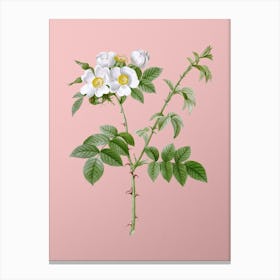 Vintage White Flowered Rose Botanical on Soft Pink n.0628 Canvas Print