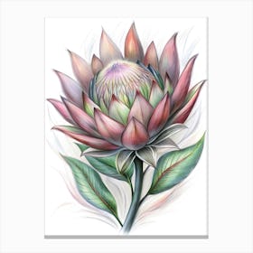 Protea Flower 1 Canvas Print