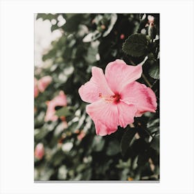 Pink Hibiscus Flower Canvas Print