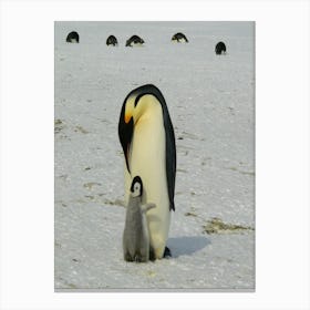 Antarctic Penguins Canvas Print