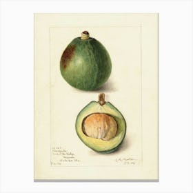 Figs D Canvas Print