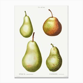 Pear, Pierre Joseph Redoute (5) Canvas Print