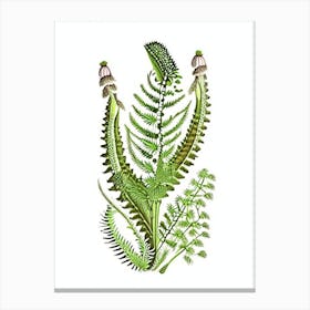 Mountain Spleenwort Vintage Botanical Poster Canvas Print