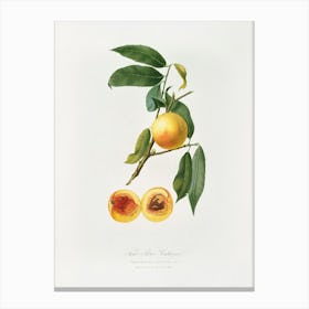 Peach (Prunus Persica) From Pomona Italiana (1817 1839), Giorgio Gallesio 4 Canvas Print