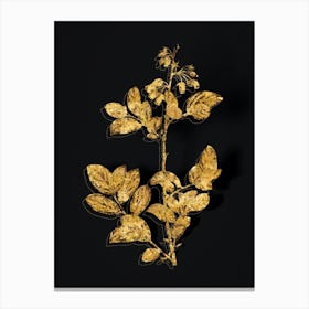 Vintage Andromeda Mariana Branch Botanical in Gold on Black Canvas Print