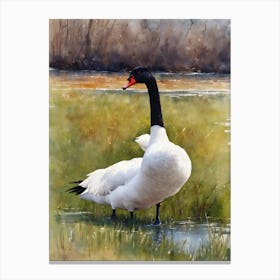 Black Necked Swan Canvas Print