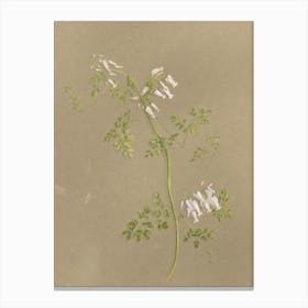 Flowering Plant 4 Canvas Print