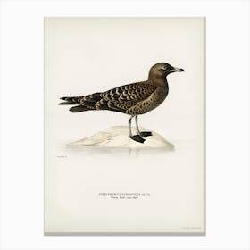 Parasitic Jaeger, The Von Wright Brothers Canvas Print