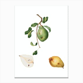 Vintage Pear Botanical Illustration on Pure White n.0665 Canvas Print