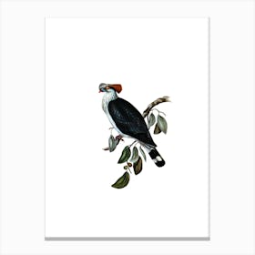 Vintage Top Knot Pigeon Bird Illustration on Pure White n.0095 Canvas Print