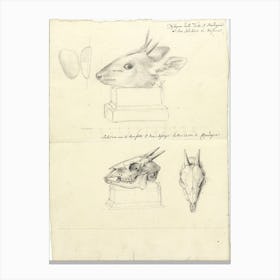 Antelope Head And Skulls, Luigi Balugani Canvas Print